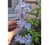 Плюмбаго, свинчатка блакитна (Plumbago)